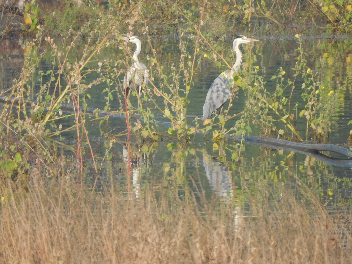 Gray Heron - ML644921170