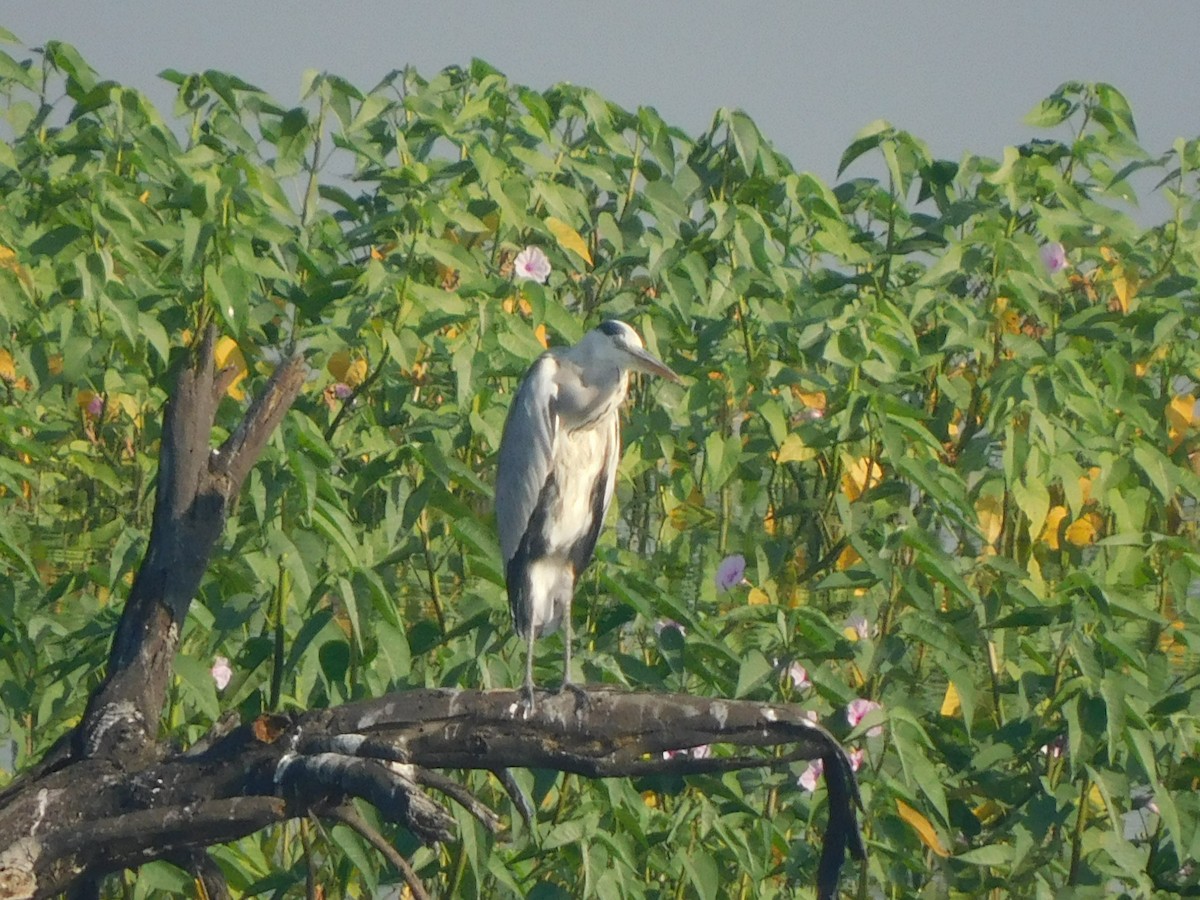 Gray Heron - ML644921171