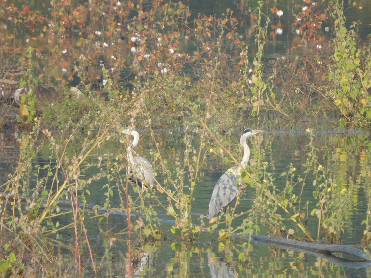 Gray Heron - ML644921172