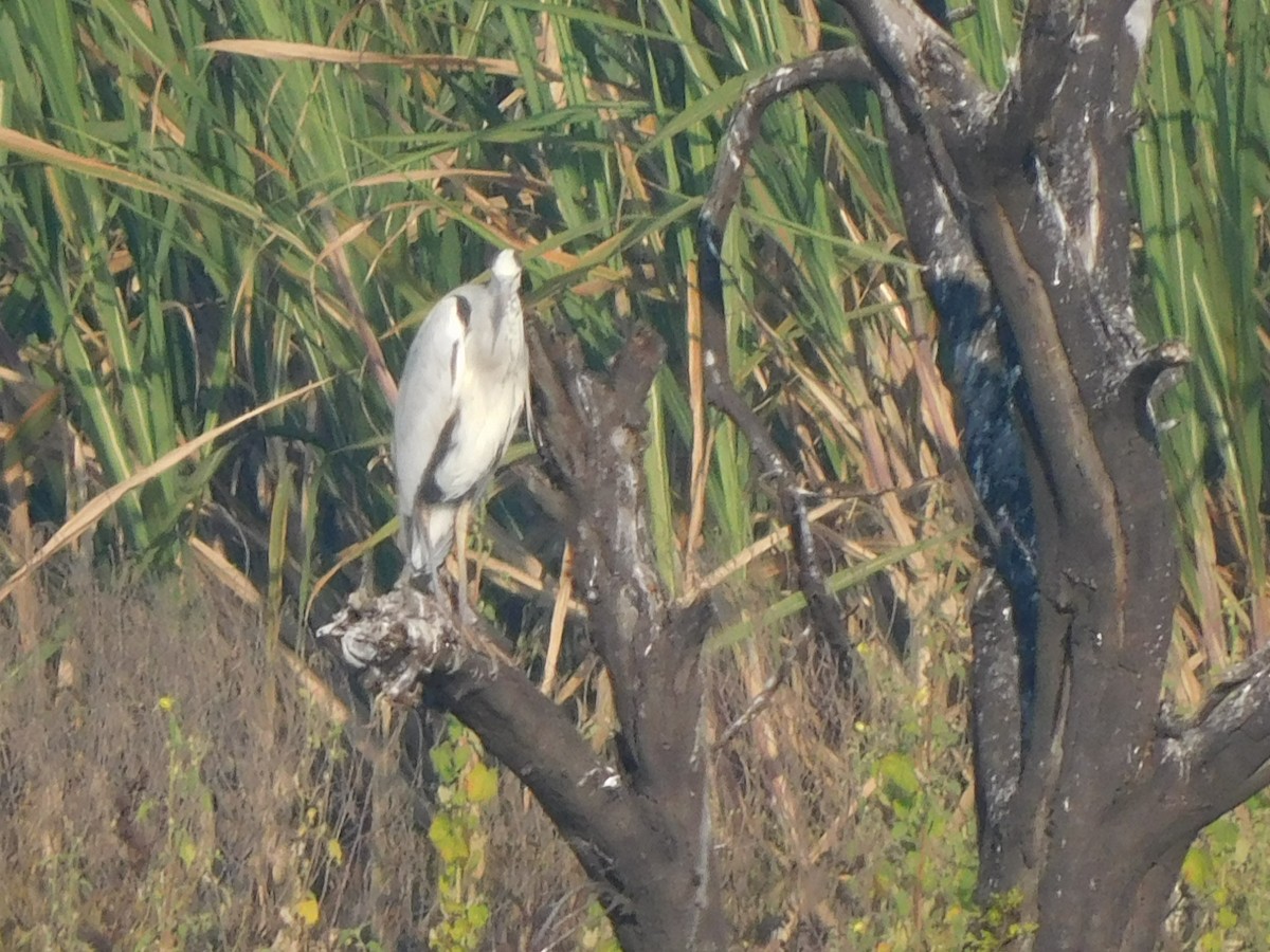 Gray Heron - ML644921173