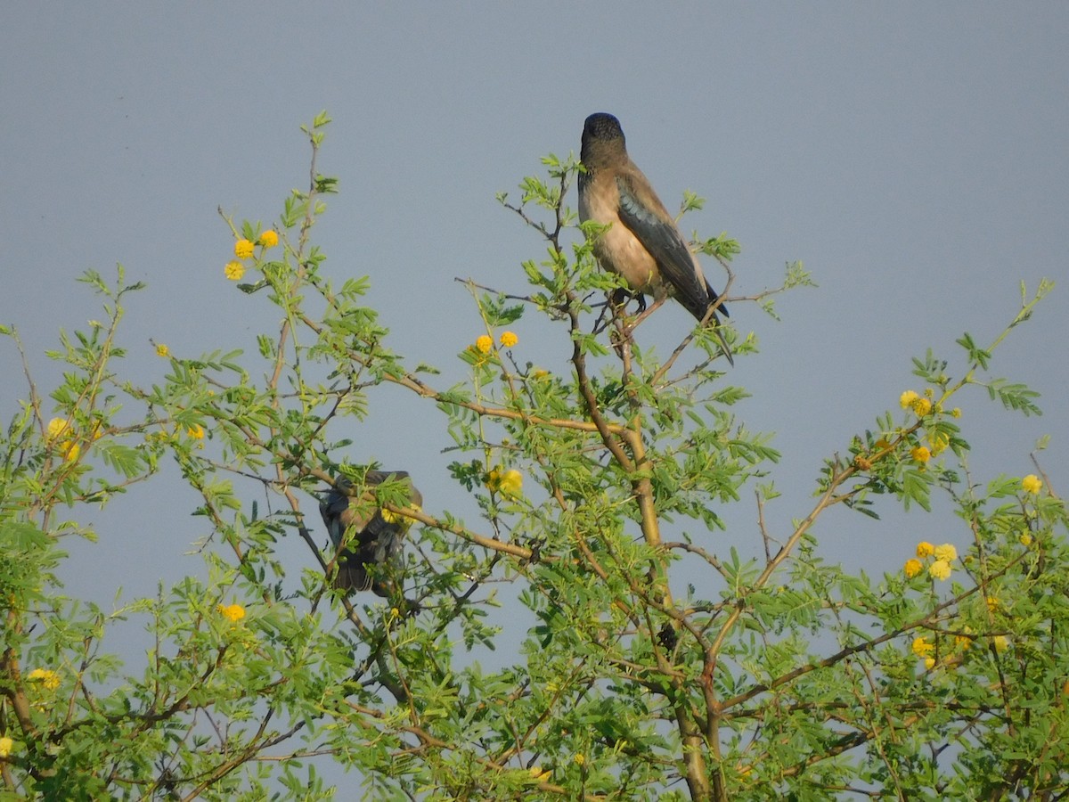 Rosy Starling - ML644921198