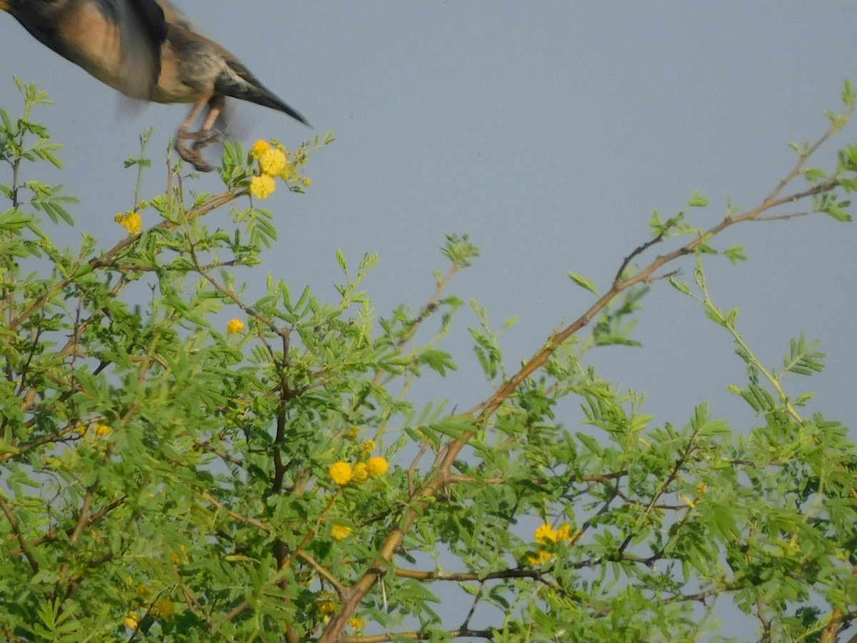 Rosy Starling - ML644921199