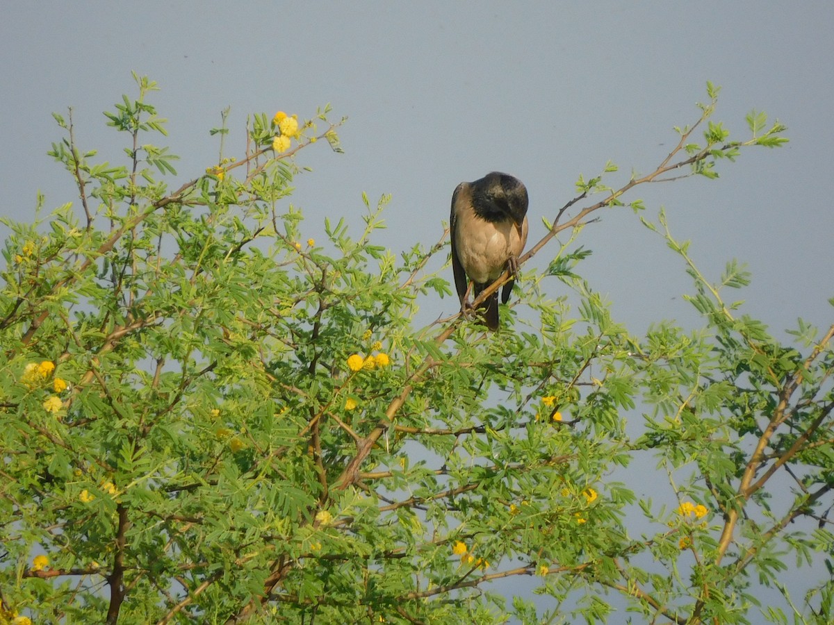 Rosy Starling - ML644921200