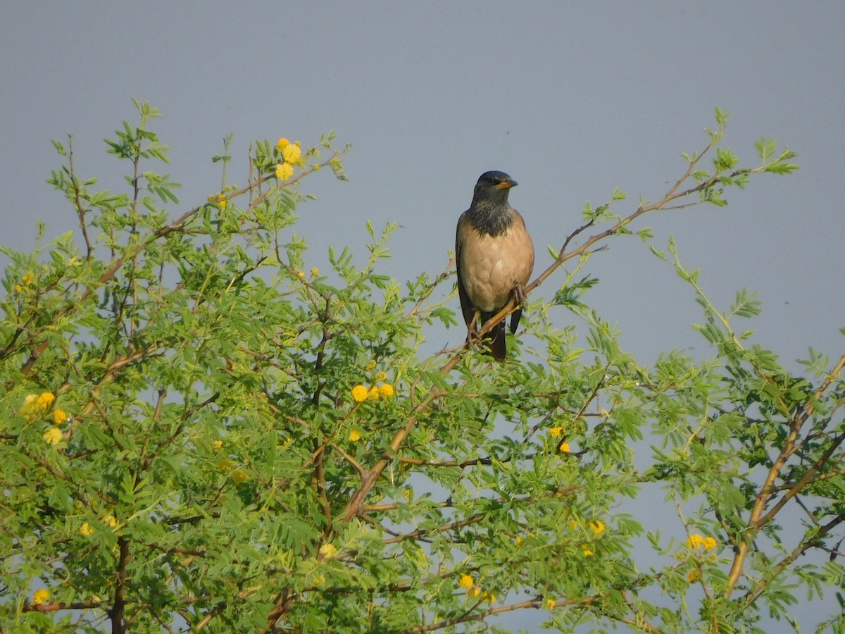 Rosy Starling - ML644921201