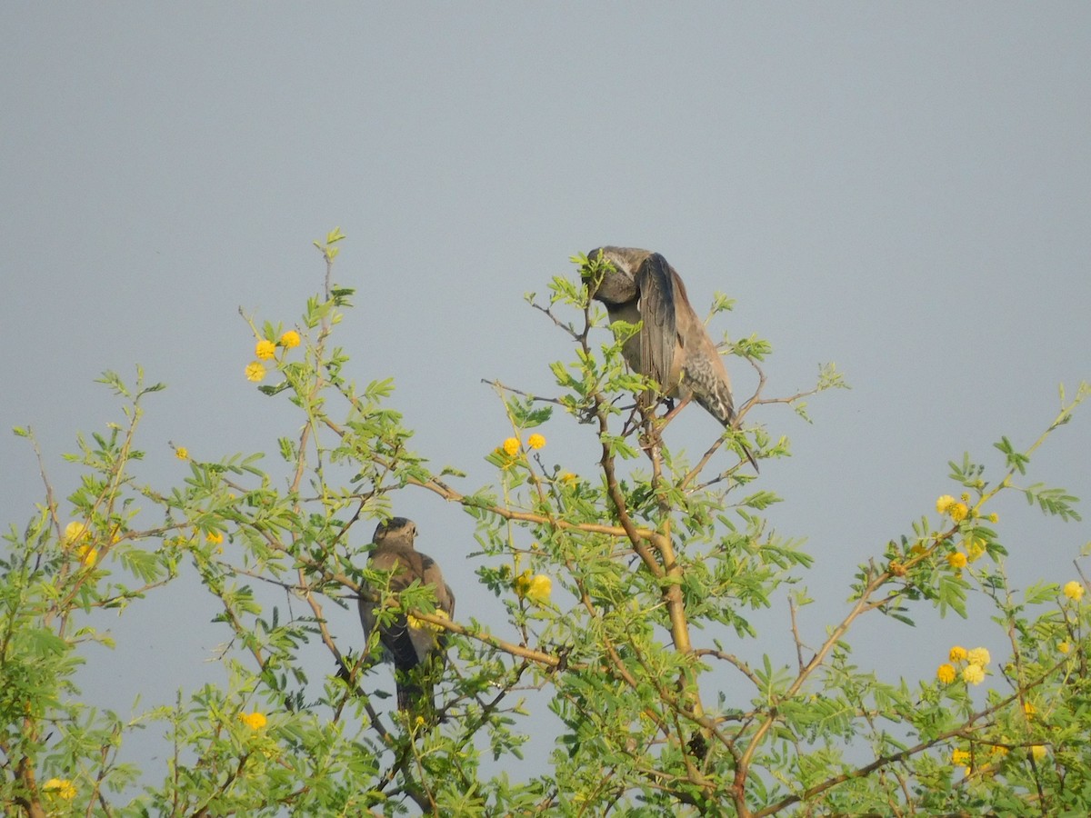 Rosy Starling - ML644921202