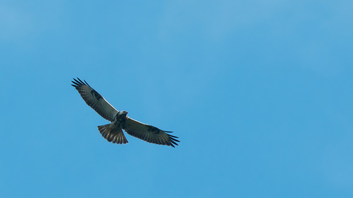 Common Buzzard - ML644921211