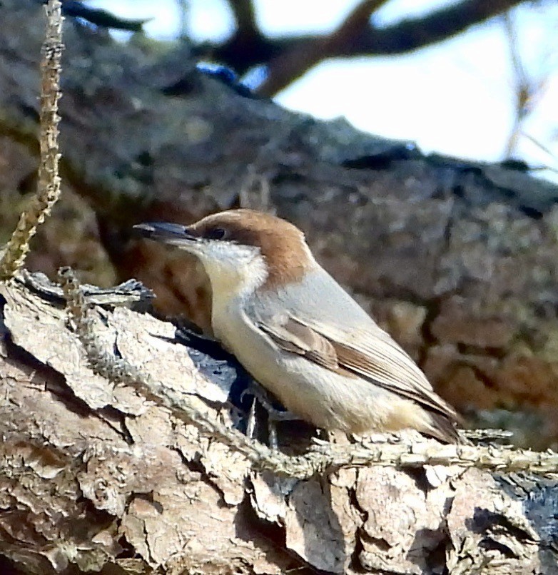 Brown-headed Nuthatch - ML644921224
