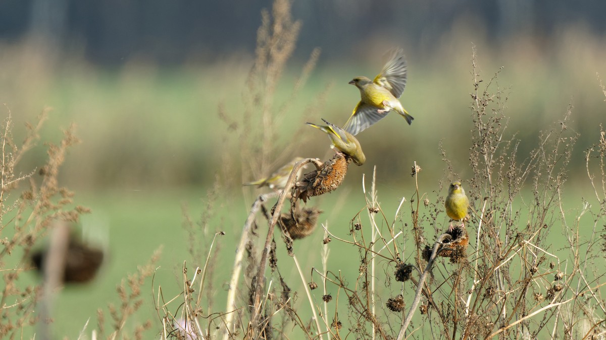 European Greenfinch - ML644921232