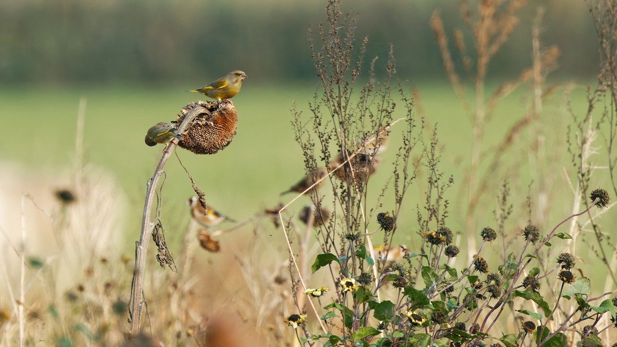 European Greenfinch - ML644921233