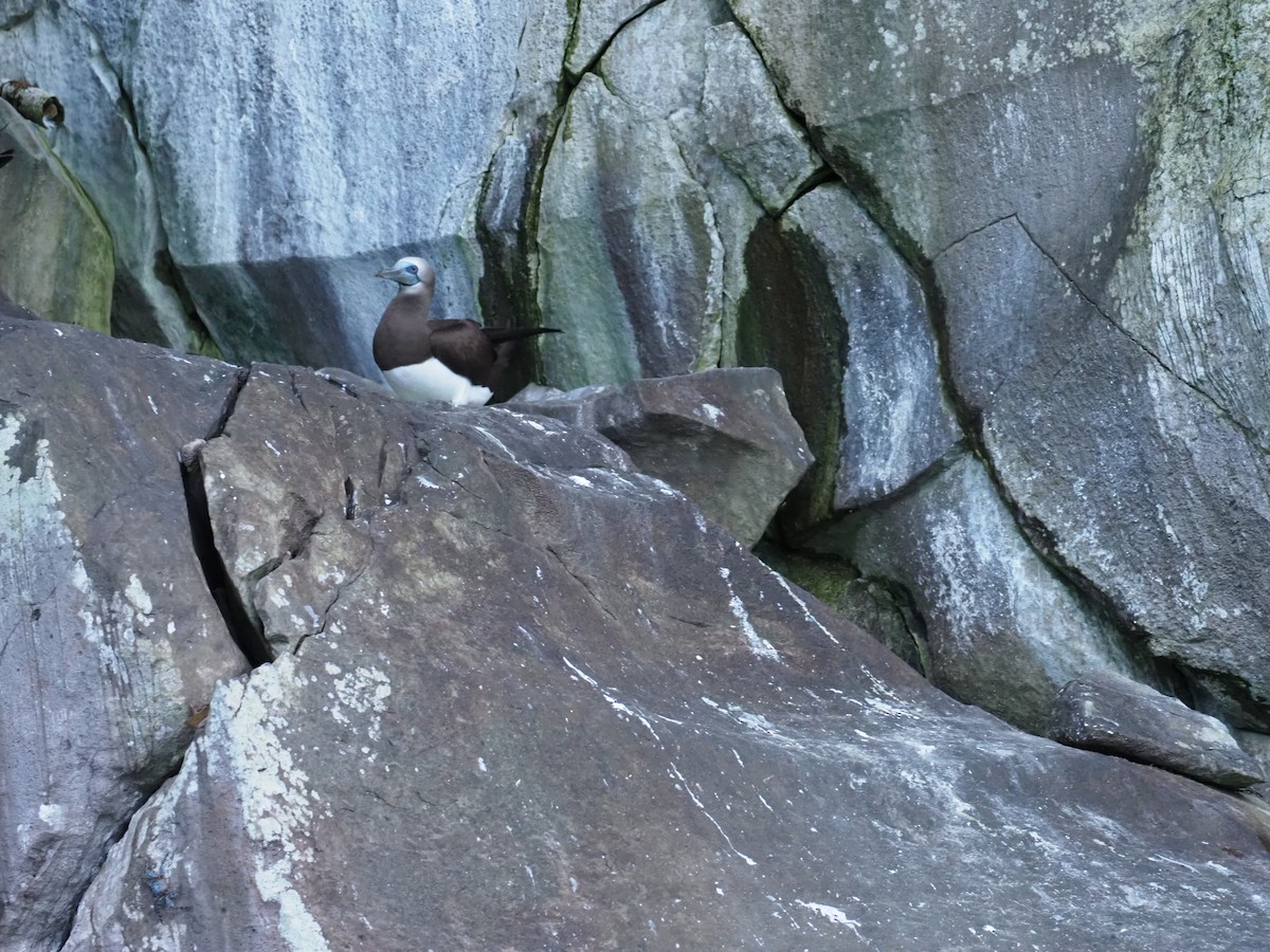 Cocos Booby - ML644921244