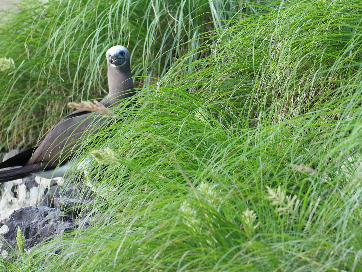 Cocos Booby - ML644921245