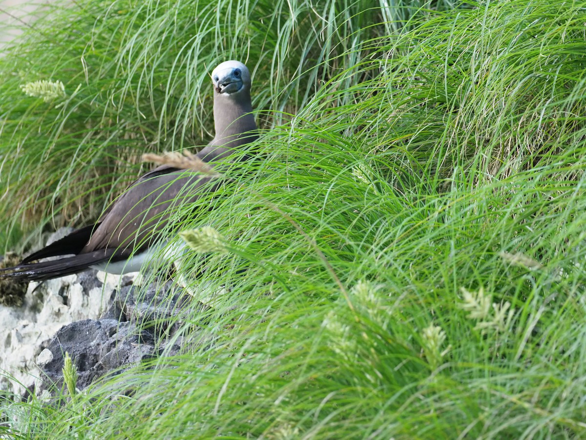 Cocos Booby - ML644921246