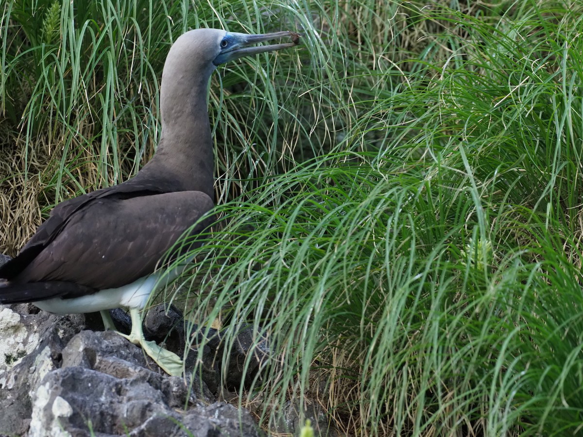 Cocos Booby - ML644921248