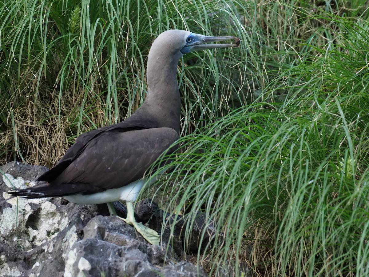 Cocos Booby - ML644921249