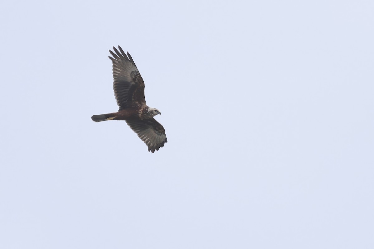 Eastern Marsh Harrier - ML644921268