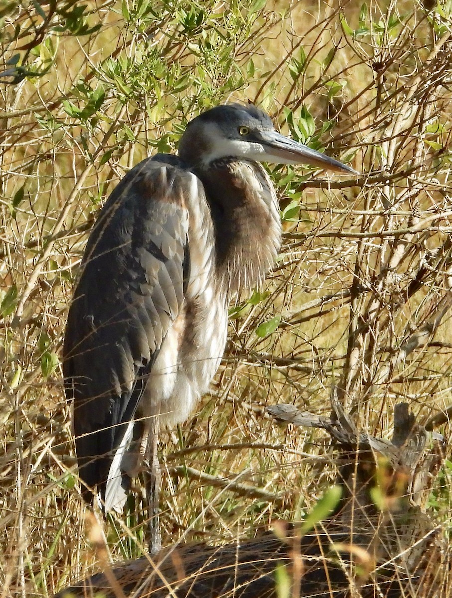 Great Blue Heron - ML644921269