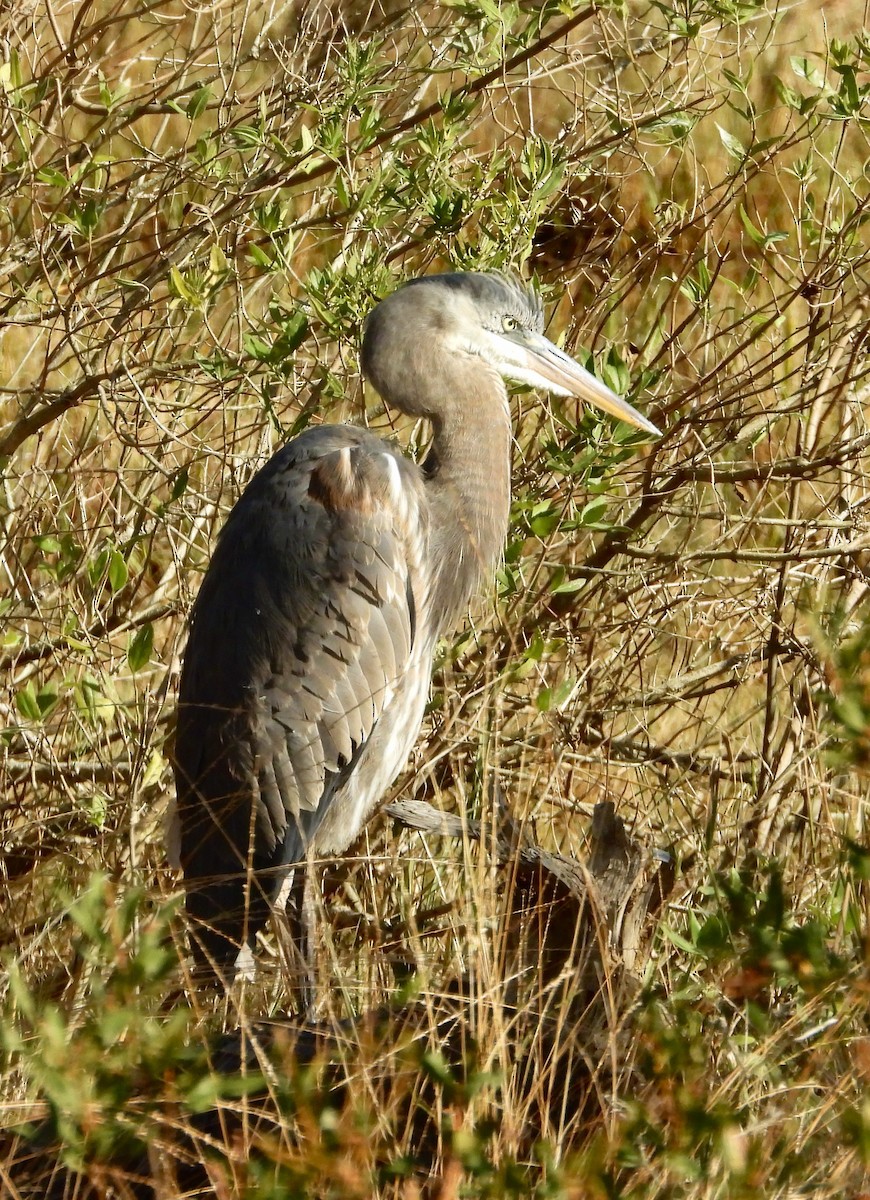 Great Blue Heron - ML644921270