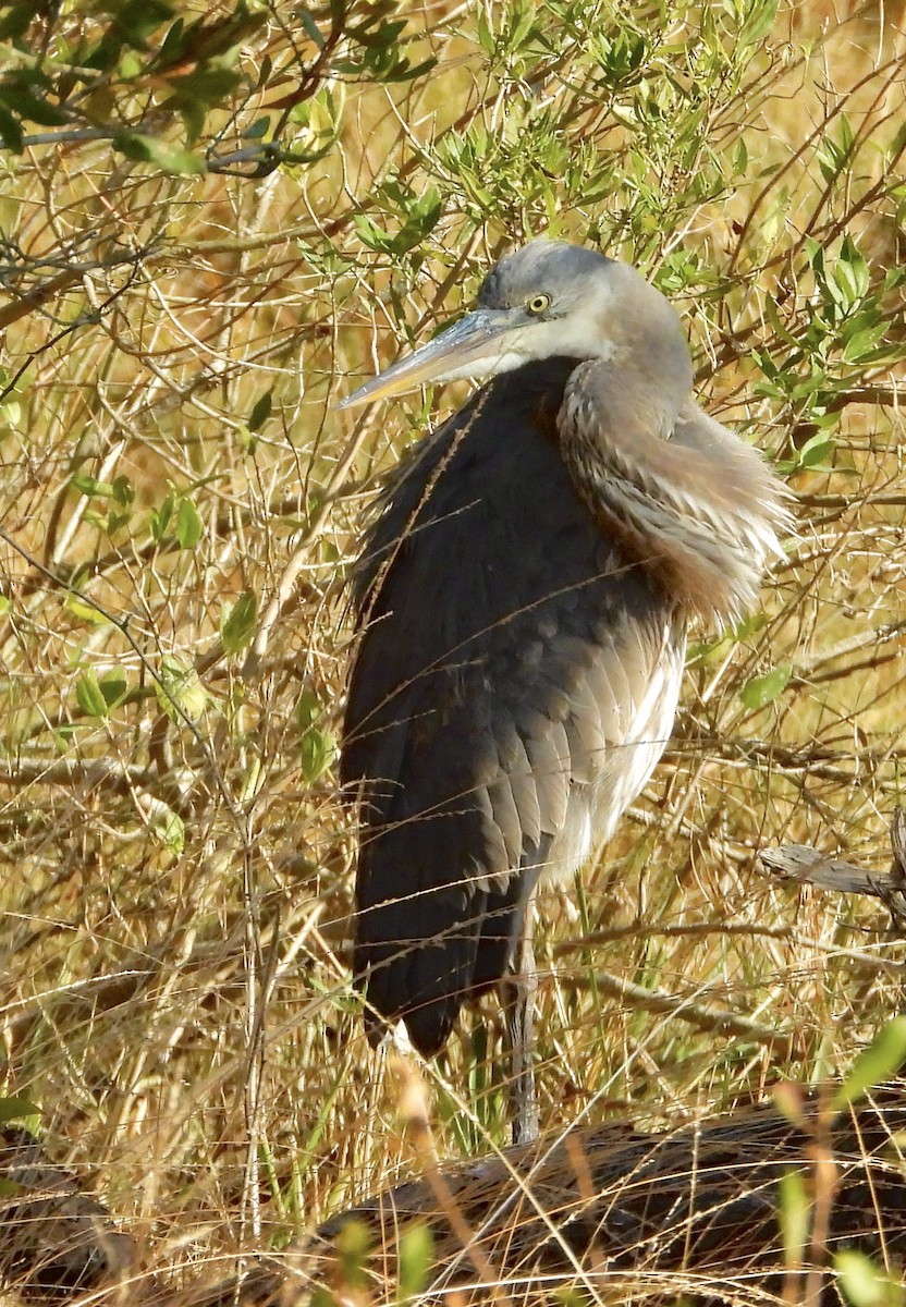Great Blue Heron - ML644921271