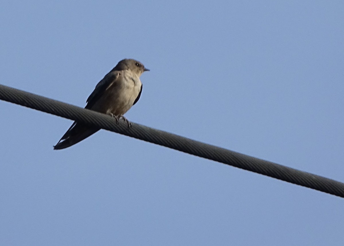 岩燕 - ML644921285