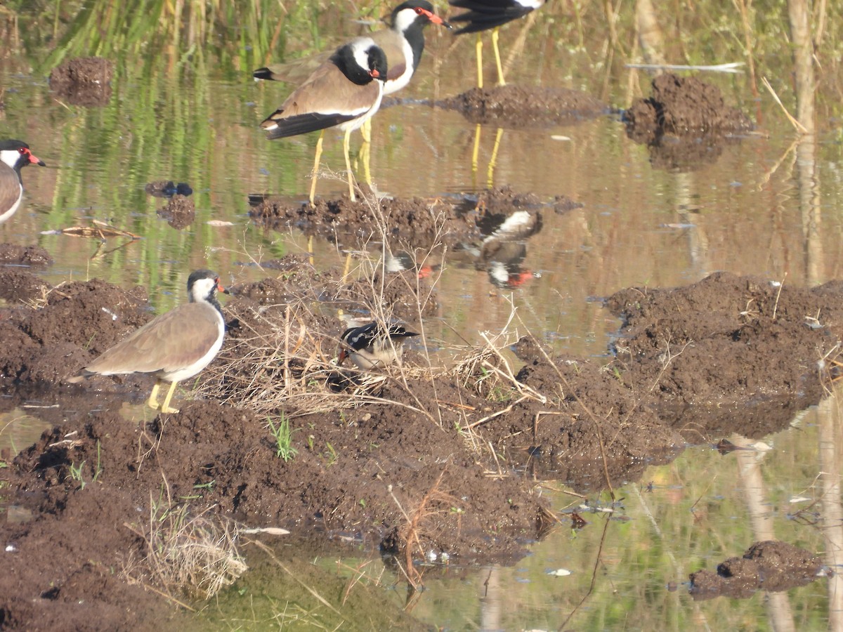 印度鵲椋鳥 - ML644921286