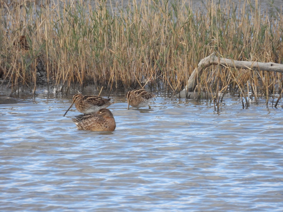 Common Snipe - ML644921288