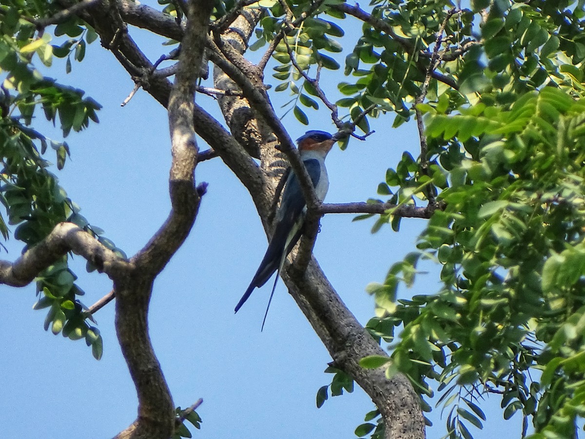 Crested Treeswift - ML644921298