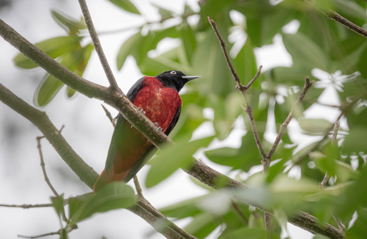 Maroon Oriole - ML644921300