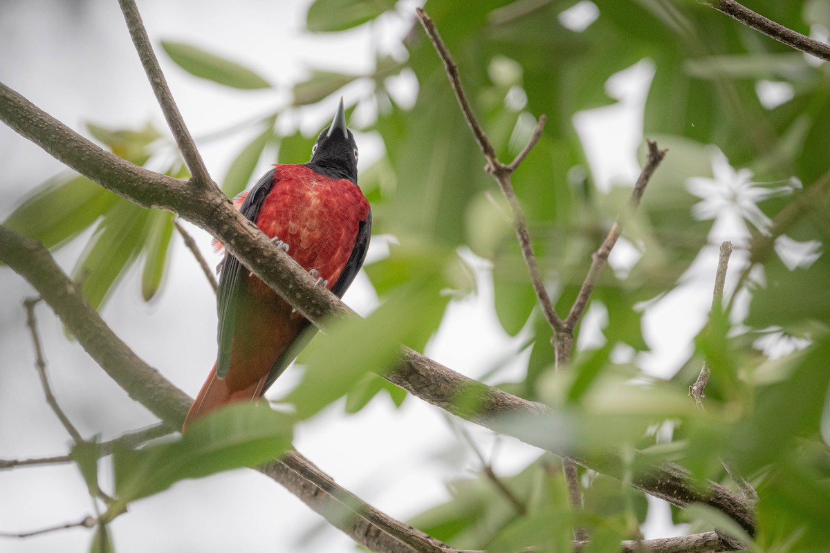 Maroon Oriole - ML644921302