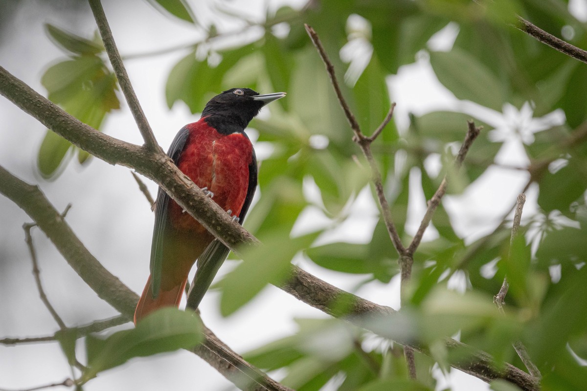 Maroon Oriole - ML644921303