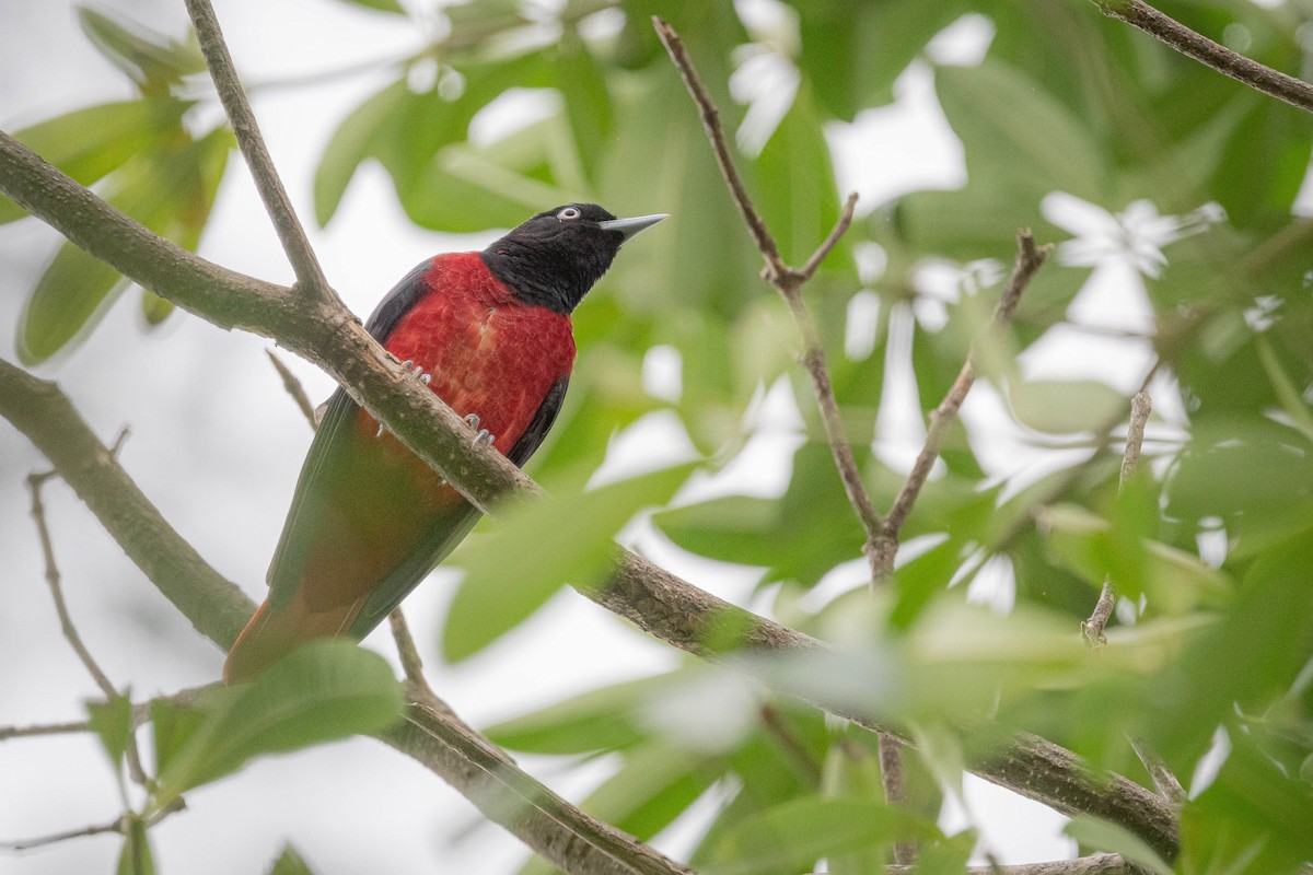 Maroon Oriole - ML644921304