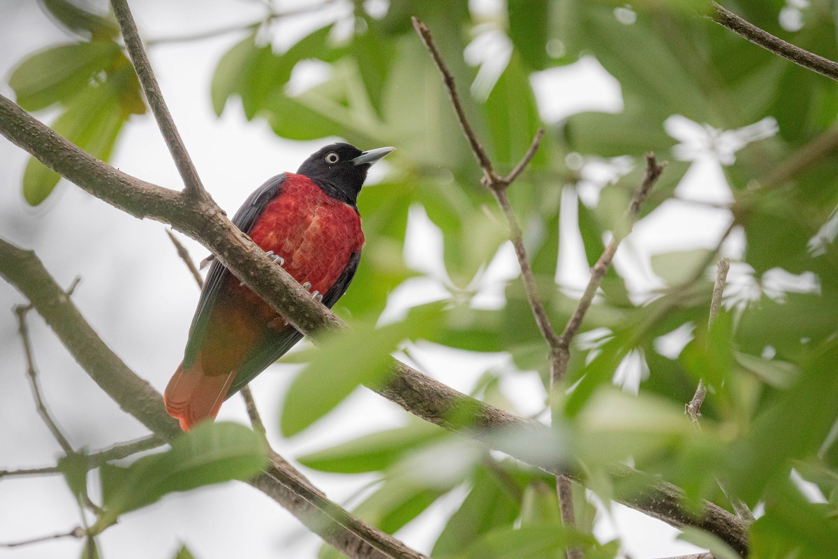 Maroon Oriole - ML644921305