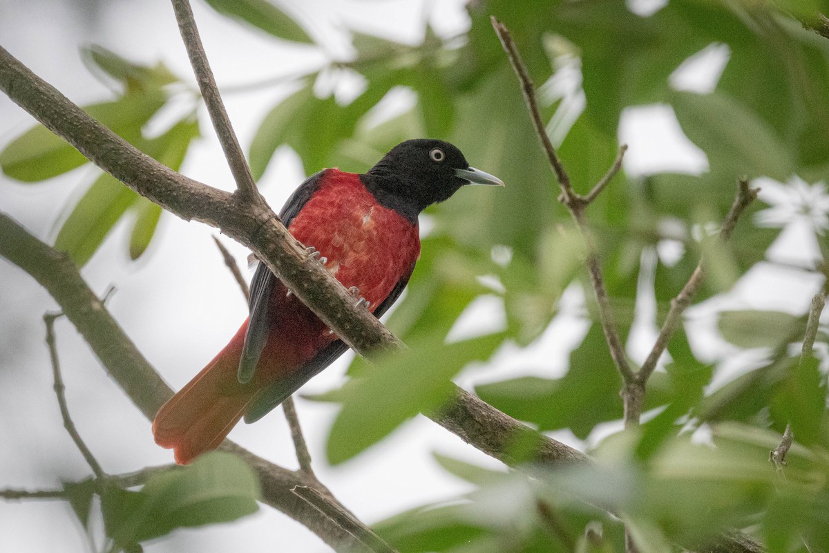 Maroon Oriole - ML644921306