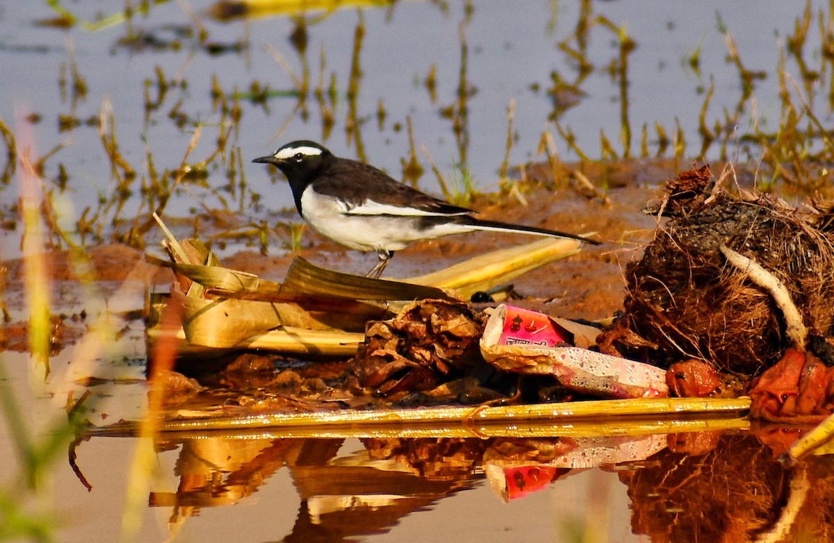 White-browed Wagtail - ML644921323