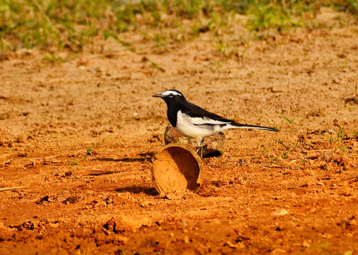 White-browed Wagtail - ML644921324