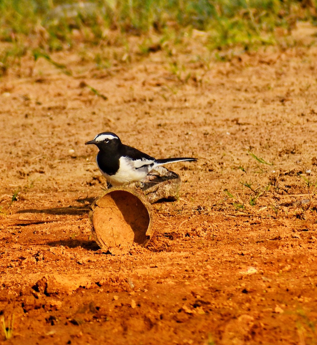 White-browed Wagtail - ML644921325