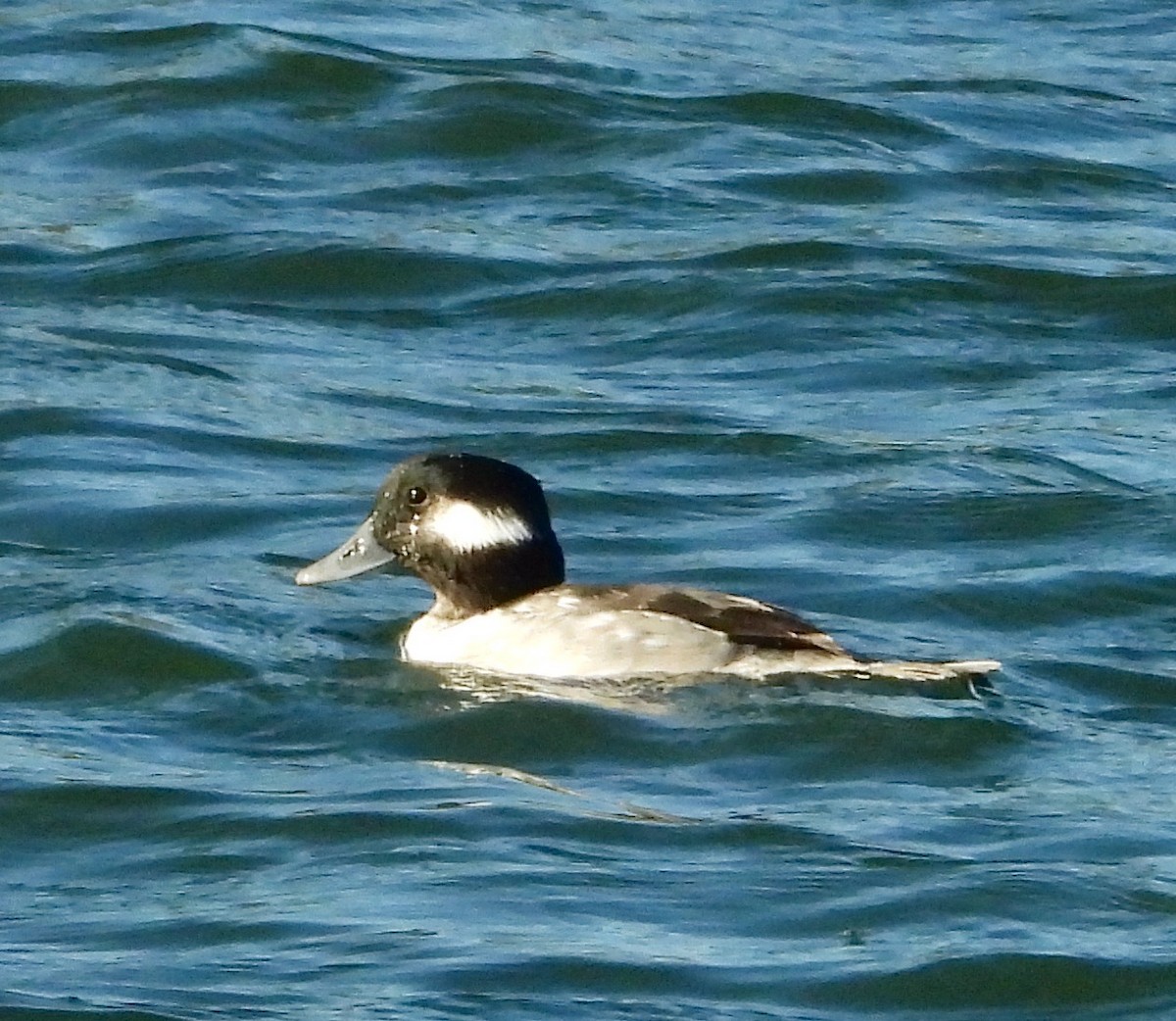 Bufflehead - ML644921326