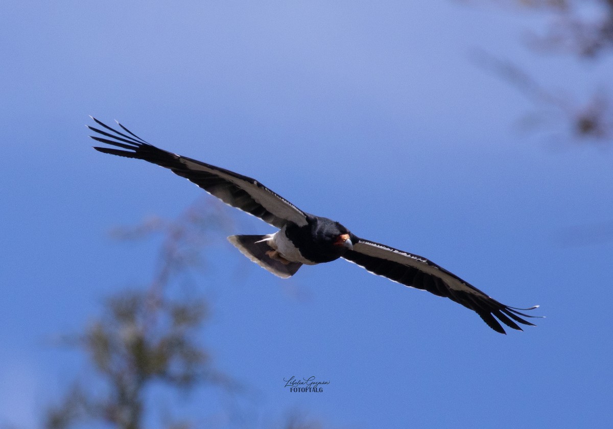 Mountain Caracara - ML644921327