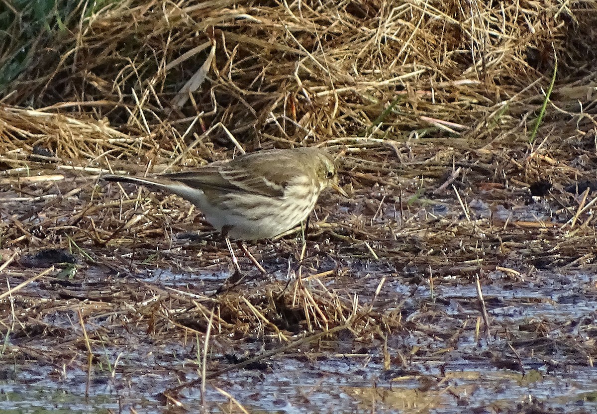 水鷚 - ML644921329