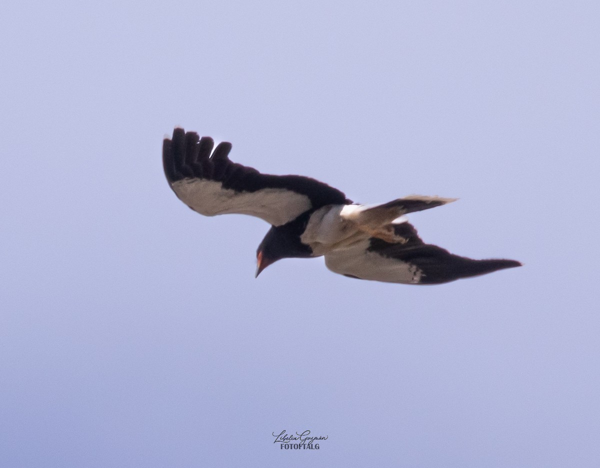 Mountain Caracara - ML644921332