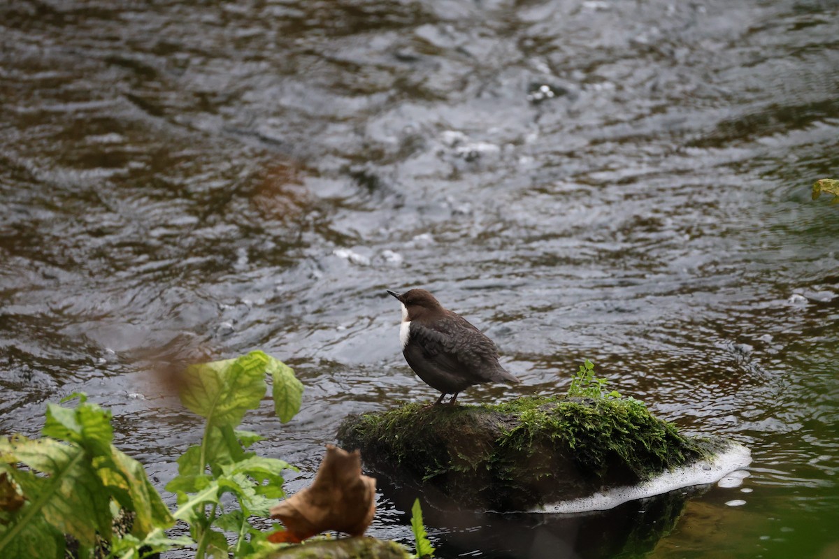 אמודאי הנחלים - ML644921345