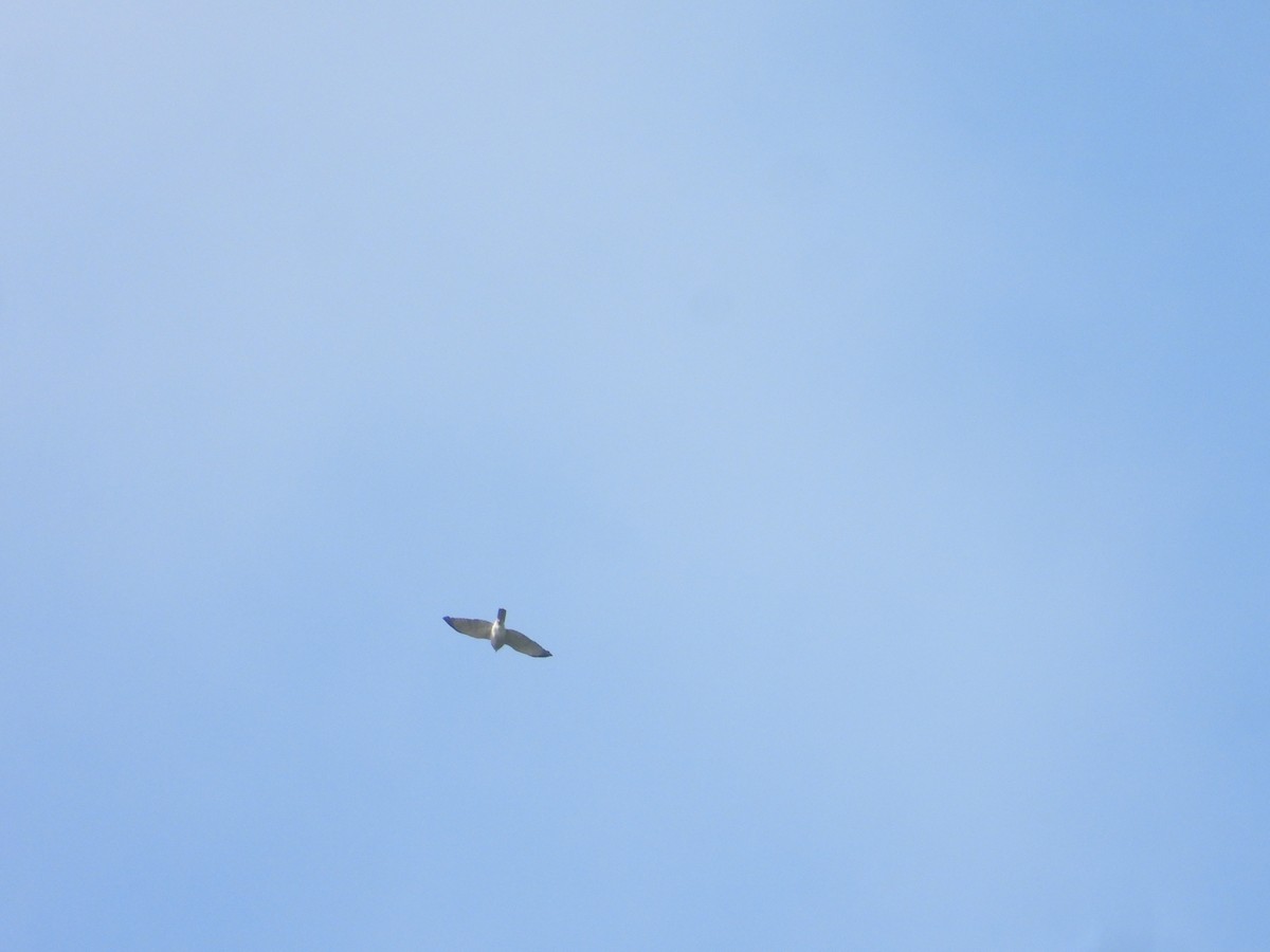 Shikra - ML644921368