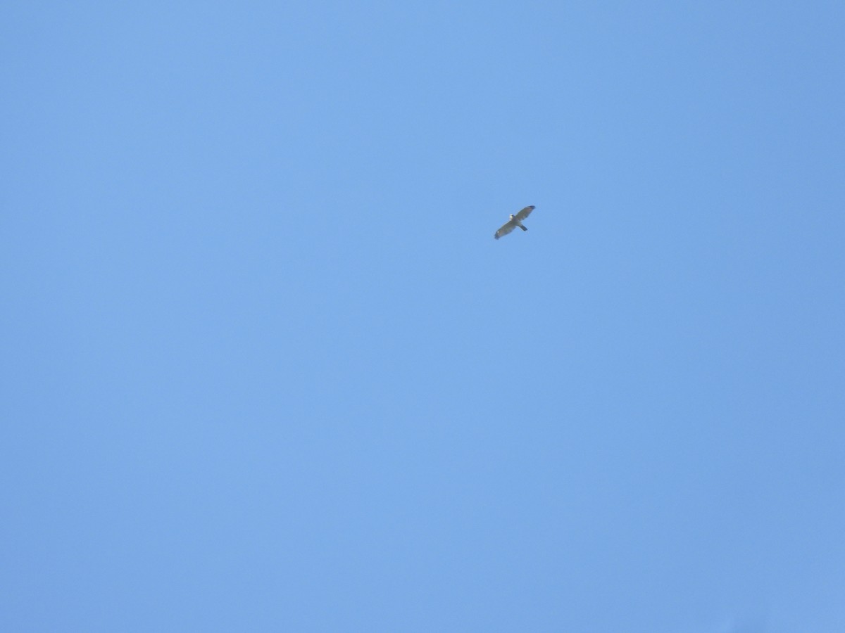 Shikra - ML644921371