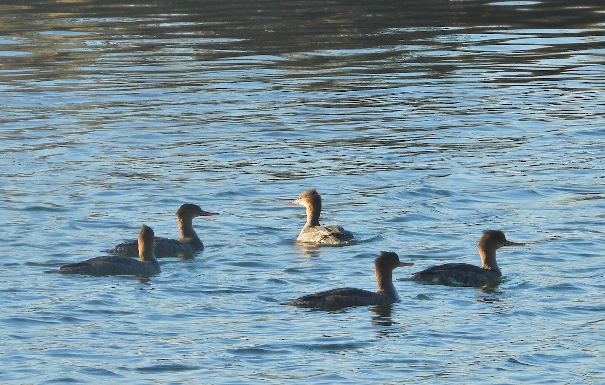 Red-breasted Merganser - ML644921389