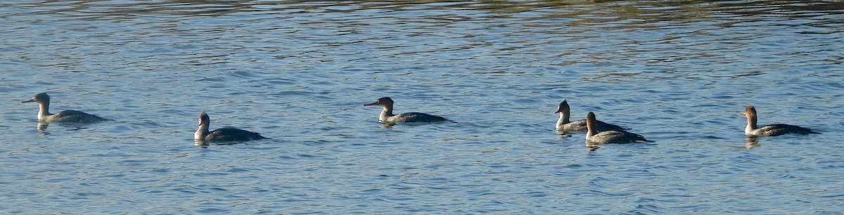Red-breasted Merganser - ML644921393