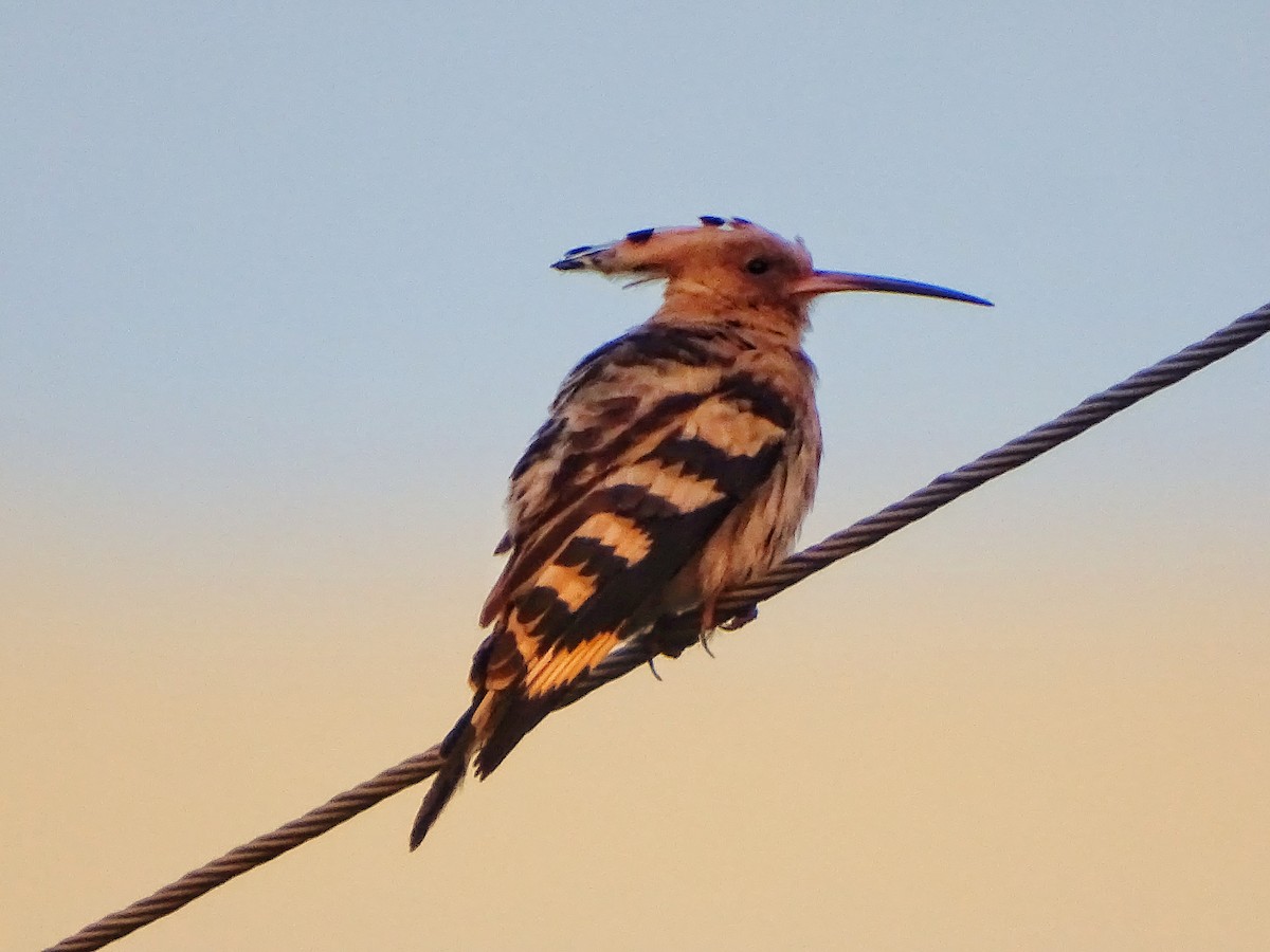 Common Hoopoe - ML644921400