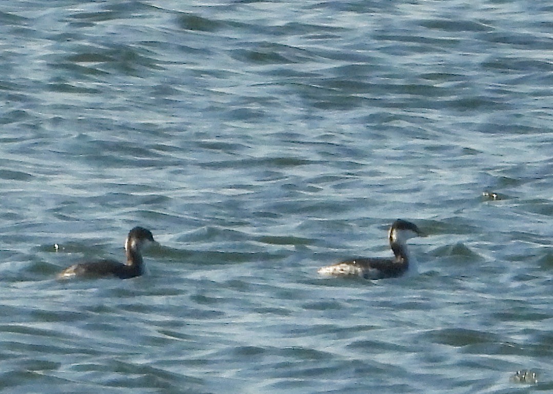 Horned Grebe - ML644921401
