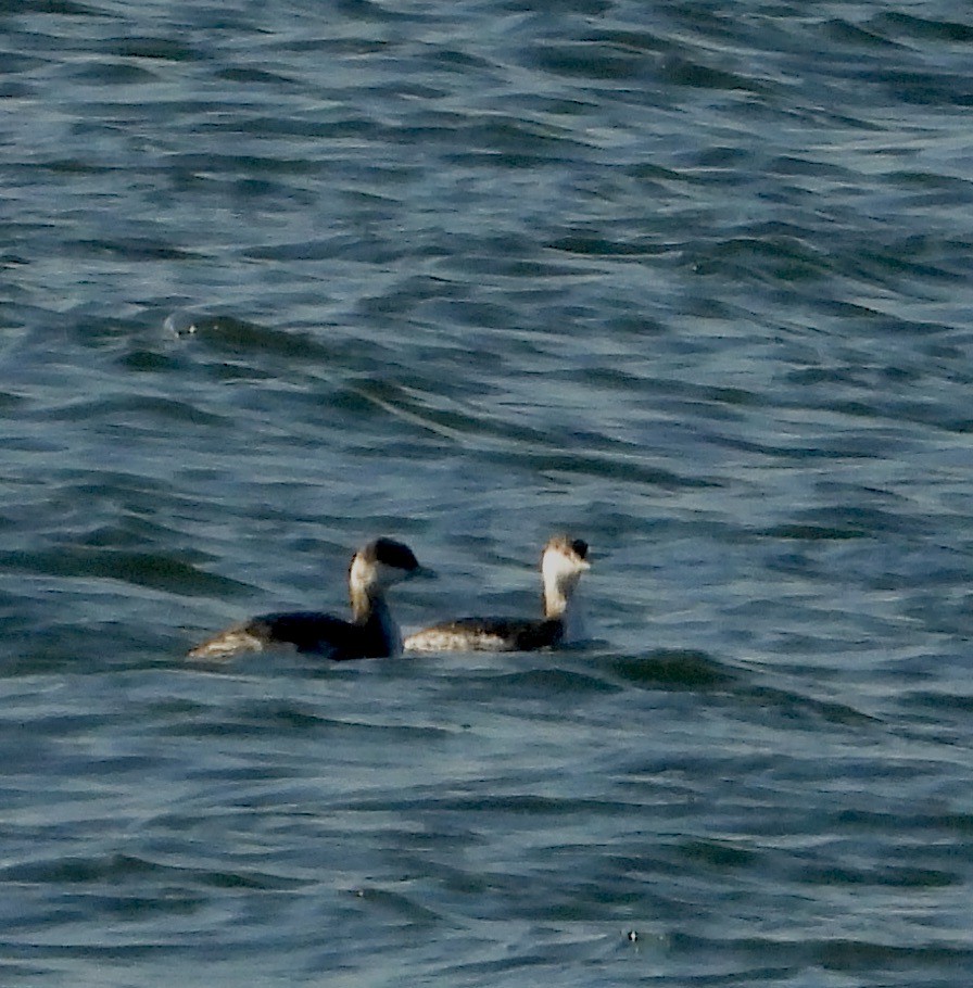 Horned Grebe - ML644921402