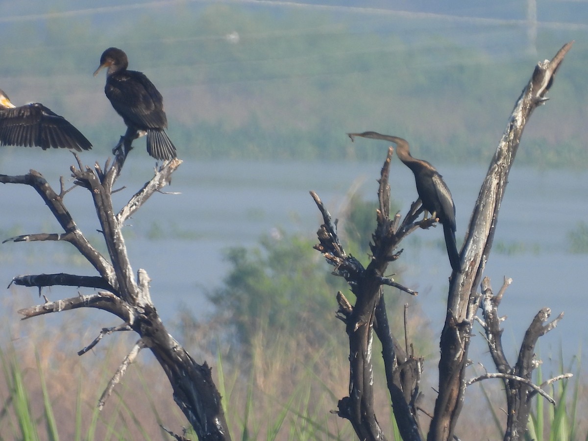 Doğu Yılanboyunu - ML644921414