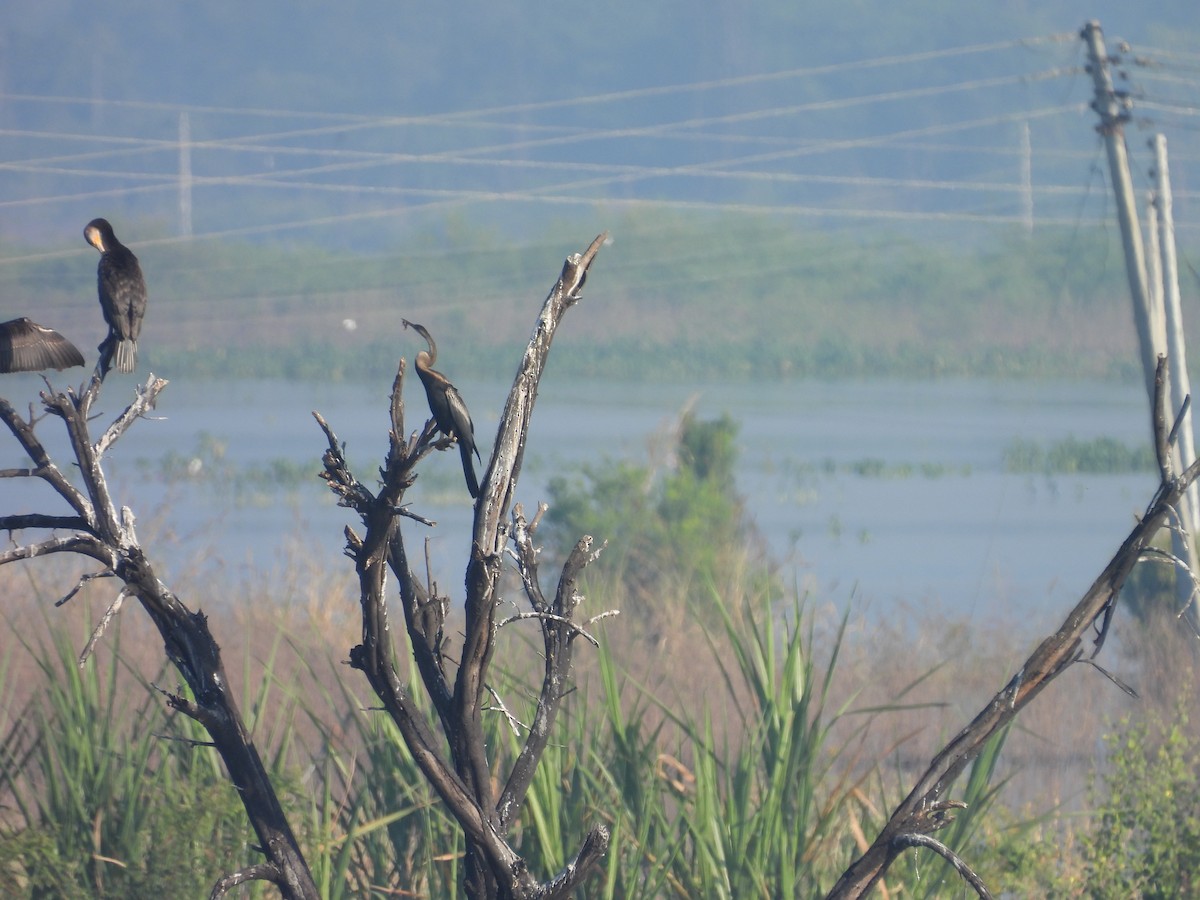 Doğu Yılanboyunu - ML644921419
