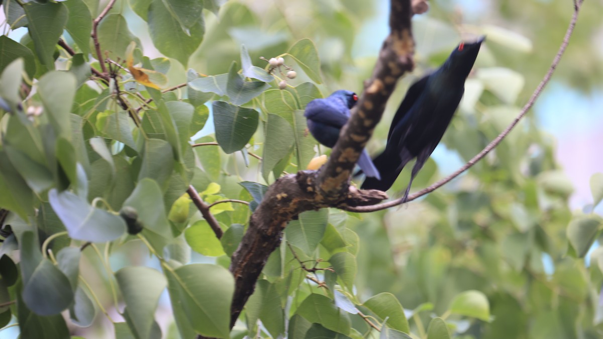 Stourne bronzé - ML644921420